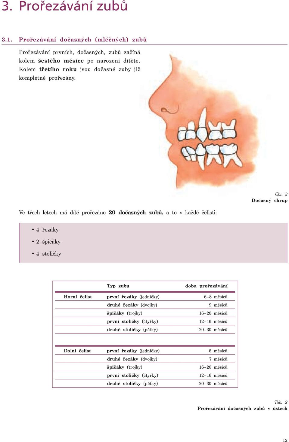 3 Dočasný chrup Ve třech letech má dítě prořezáno 20 dočasných zubů, a to v každé čelisti: 4 řezáky 2 špičáky 4 stoličky Typ zubu doba prořezávání Horní čelist první řezáky (jedničky) 6 8