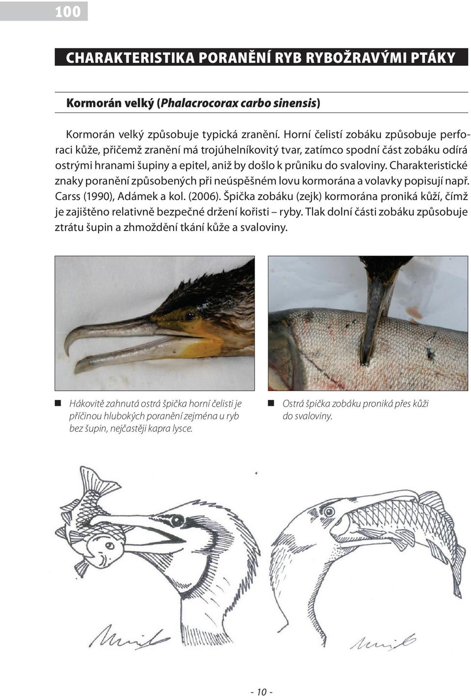 Charakteristické znaky poranění způsobených při neúspěšném lovu kormorána a volavky popisují např. Carss (1990), Adámek a kol. (2006).