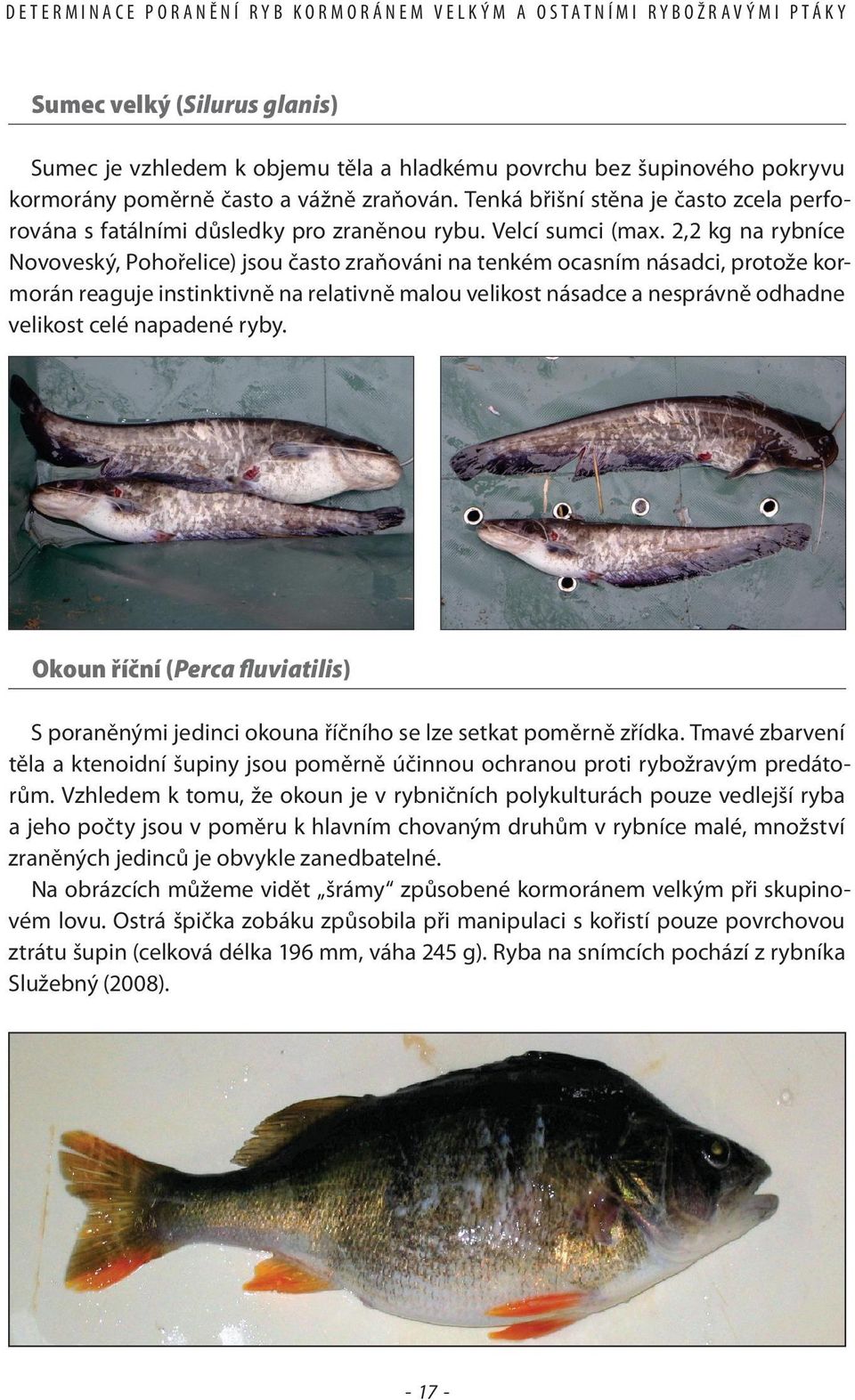 2,2 kg na rybníce Novoveský, Pohořelice) jsou často zraňováni na tenkém ocasním násadci, protože kormorán reaguje instinktivně na relativně malou velikost násadce a nesprávně odhadne velikost celé