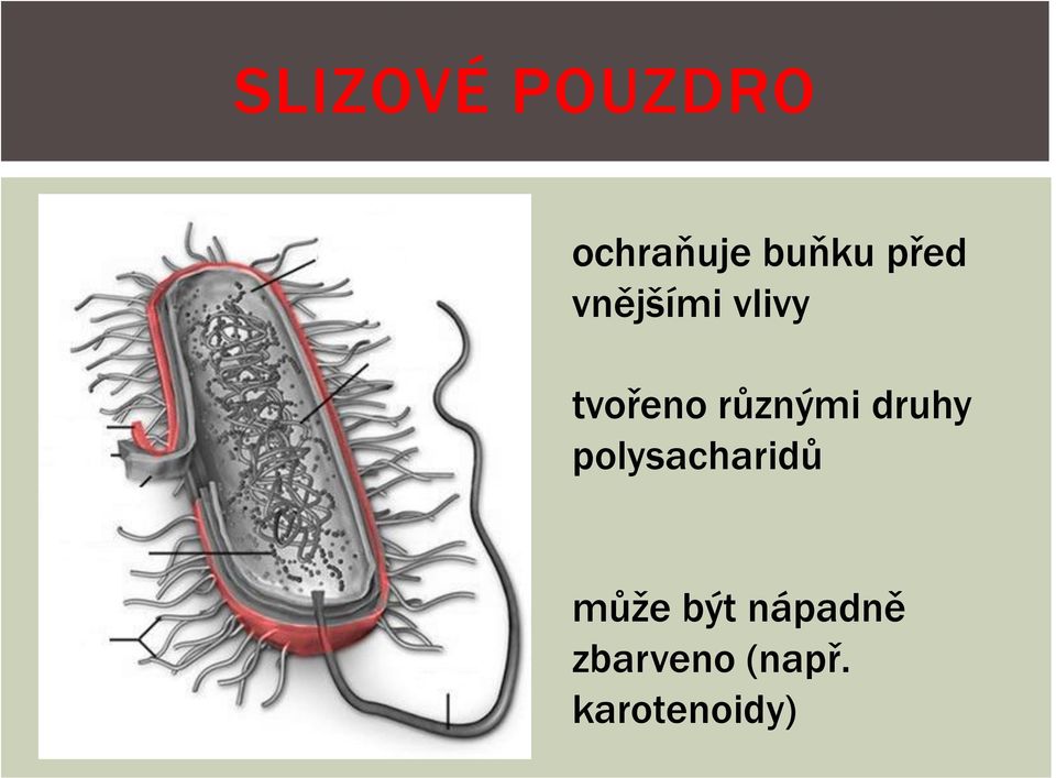 různými druhy polysacharidů může