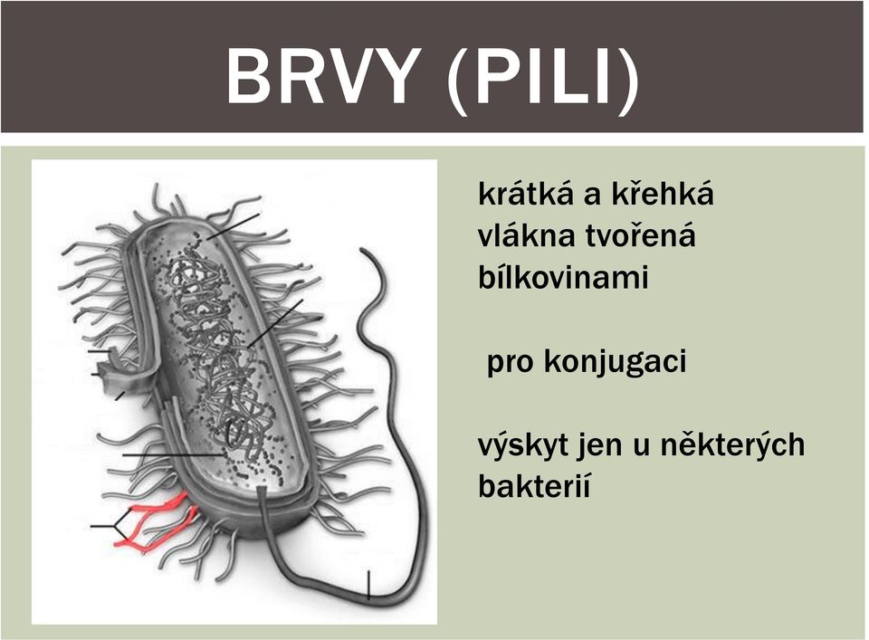 bílkovinami pro