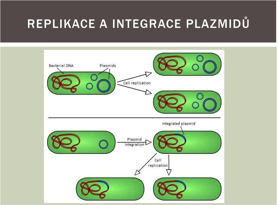 INTEGRCE