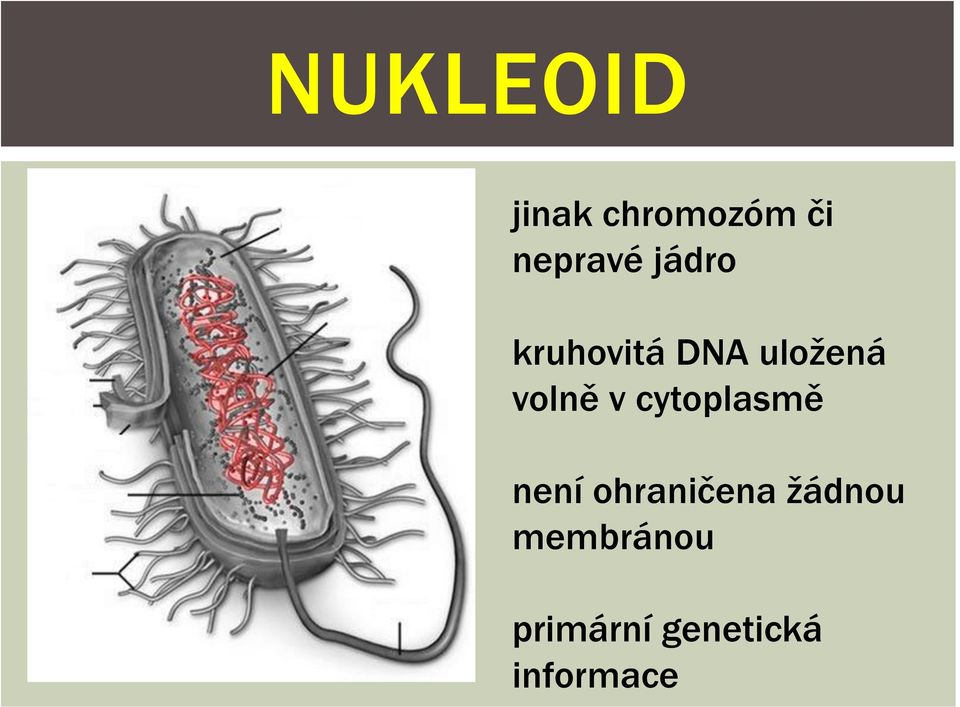 cytoplasmě není ohraničena žádnou