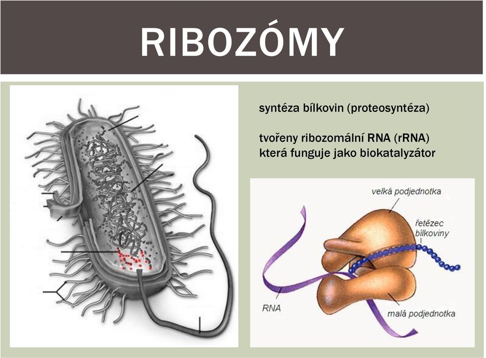 ribozomální RNA (rrna)