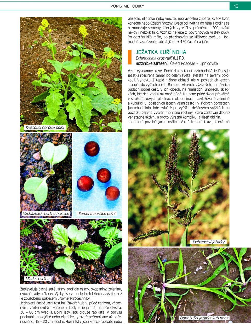 Hromadné vzcházení probíhá již od + 1 C časně na jaře. Kvetoucí hořčice polní JEŽATKA KUŘÍ NOHA Echinochloa crus-galli (L.) P.B. Botanické zařazení: Čeleď Poaceae Lipnicovité Velmi významný plevel.