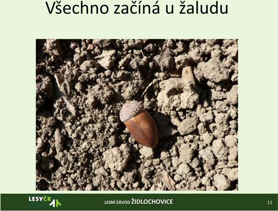 žaludu 11