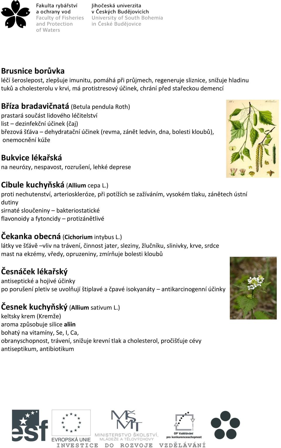 Bukvice lékařská na neurózy, nespavost, rozrušení, lehké deprese Cibule kuchyňská (Allium cepa L.