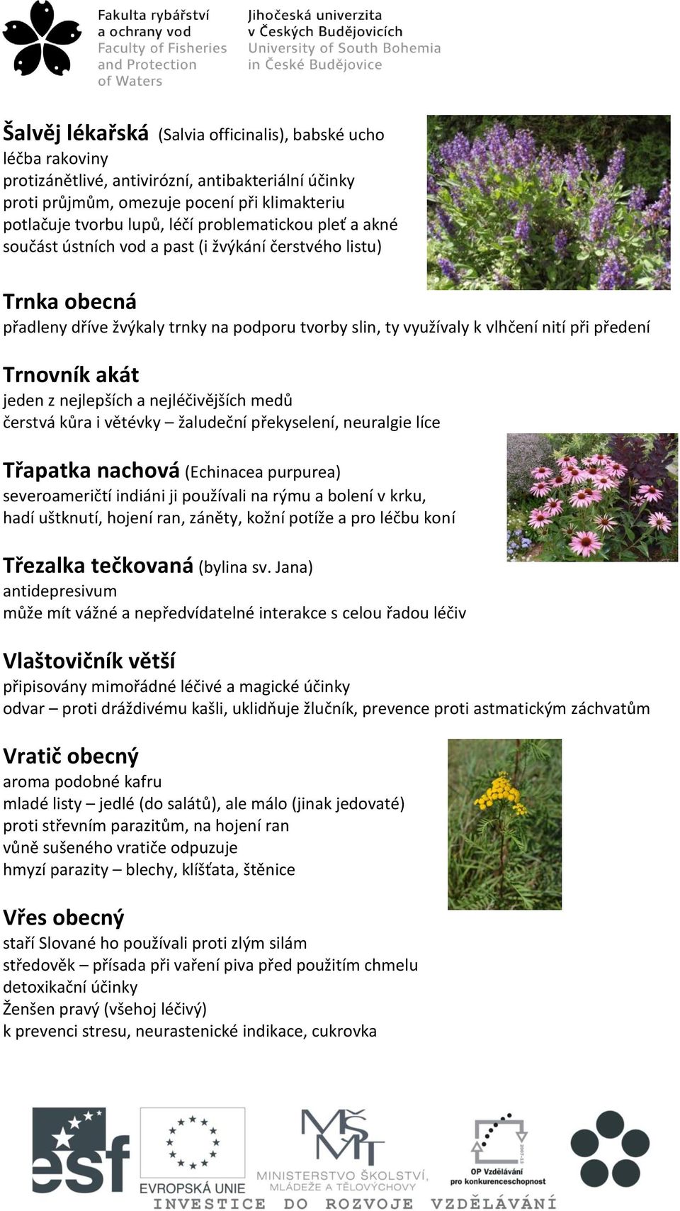akát jeden z nejlepších a nejléčivějších medů čerstvá kůra i větévky žaludeční překyselení, neuralgie líce Třapatka nachová (Echinacea purpurea) severoameričtí indiáni ji používali na rýmu a bolení v