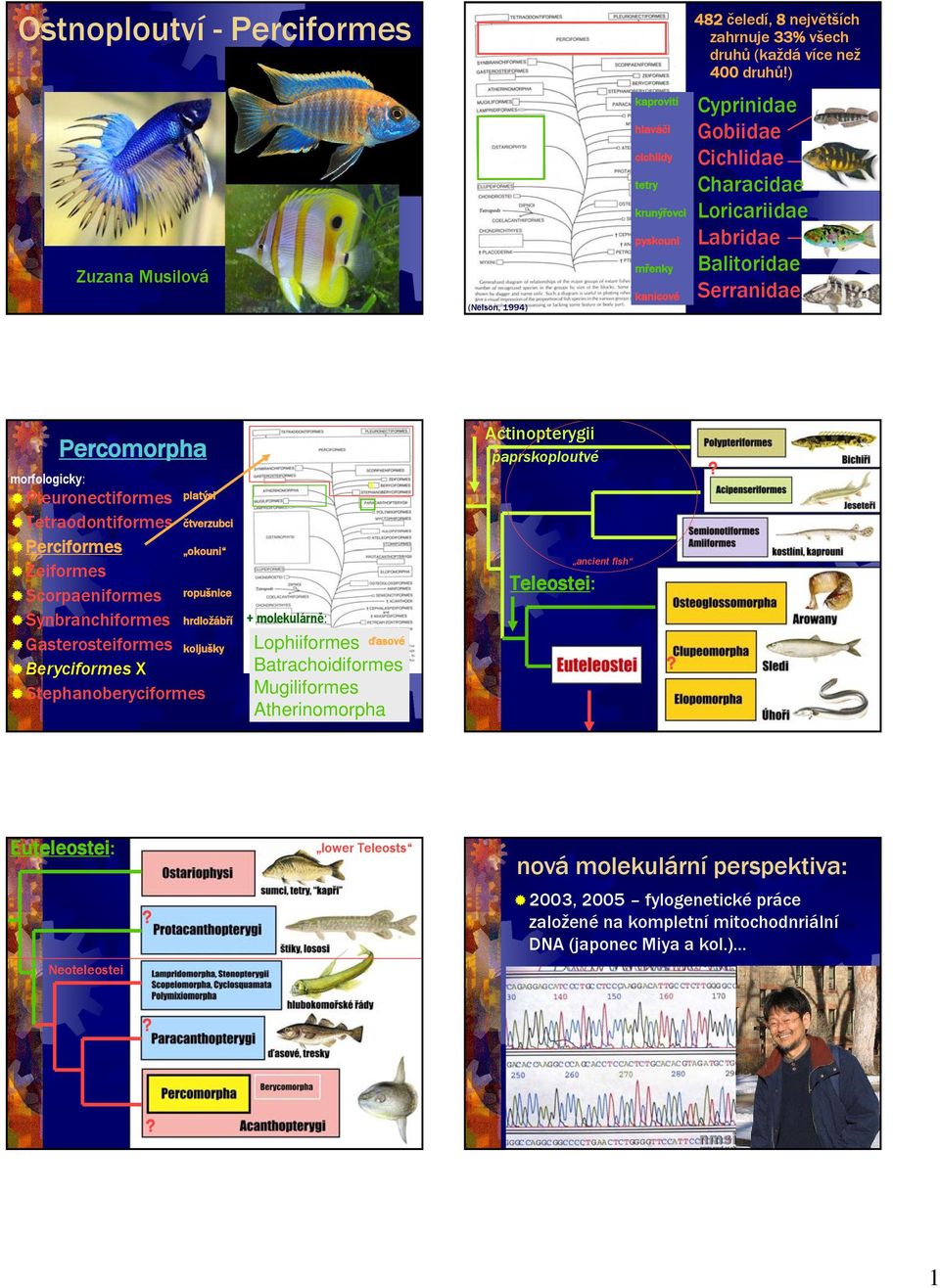 morfologicky: Percomorpha Pleuronectiformes Tetraodontiformes Perciformes Zeiformes Scorpaeniformes Synbranchiformes Gasterosteiformes Beryciformes X Stephanoberyciformes platýsi čtverzubci okouni