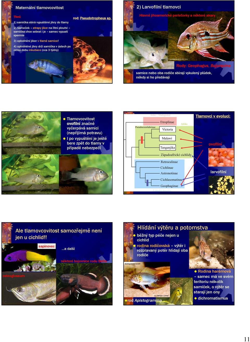 2) Larvofilní tlamovci Hlavně jihoamerické perleťovky a některé akary Rody: Geophagus, Bujurquina samice nebo oba rodiče sbírají vykulený plůdek, někdy si ho předávají Tlamovcovitost ovofilní značně