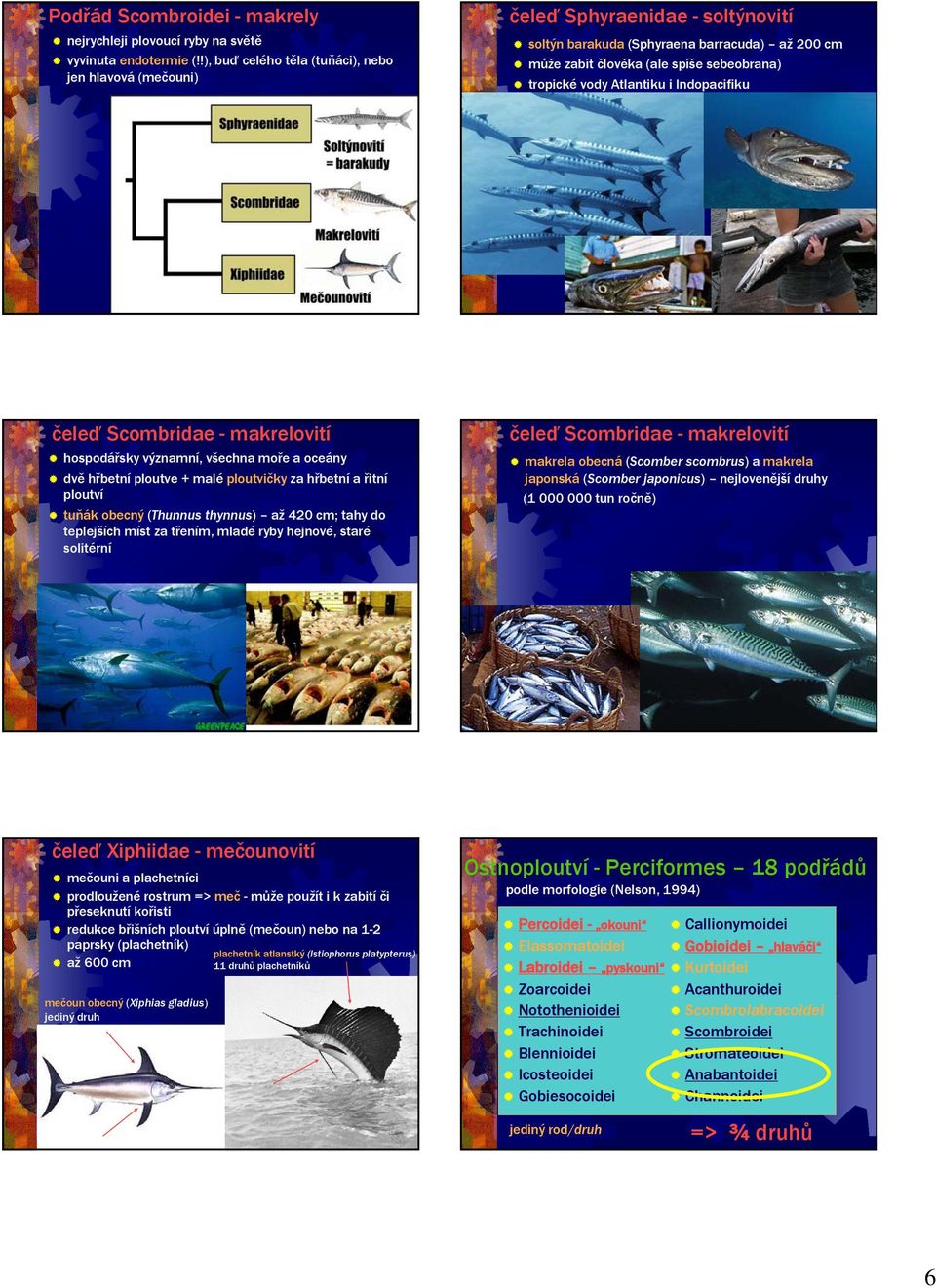 Atlantiku i Indopacifiku čeleď Scombridae - makrelovití hospodářsky významní, všechna moře a oceány dvě hřbetní ploutve + malé ploutvičky za hřbetní a řitní ploutví tuňák obecný (Thunnus thynnus) až