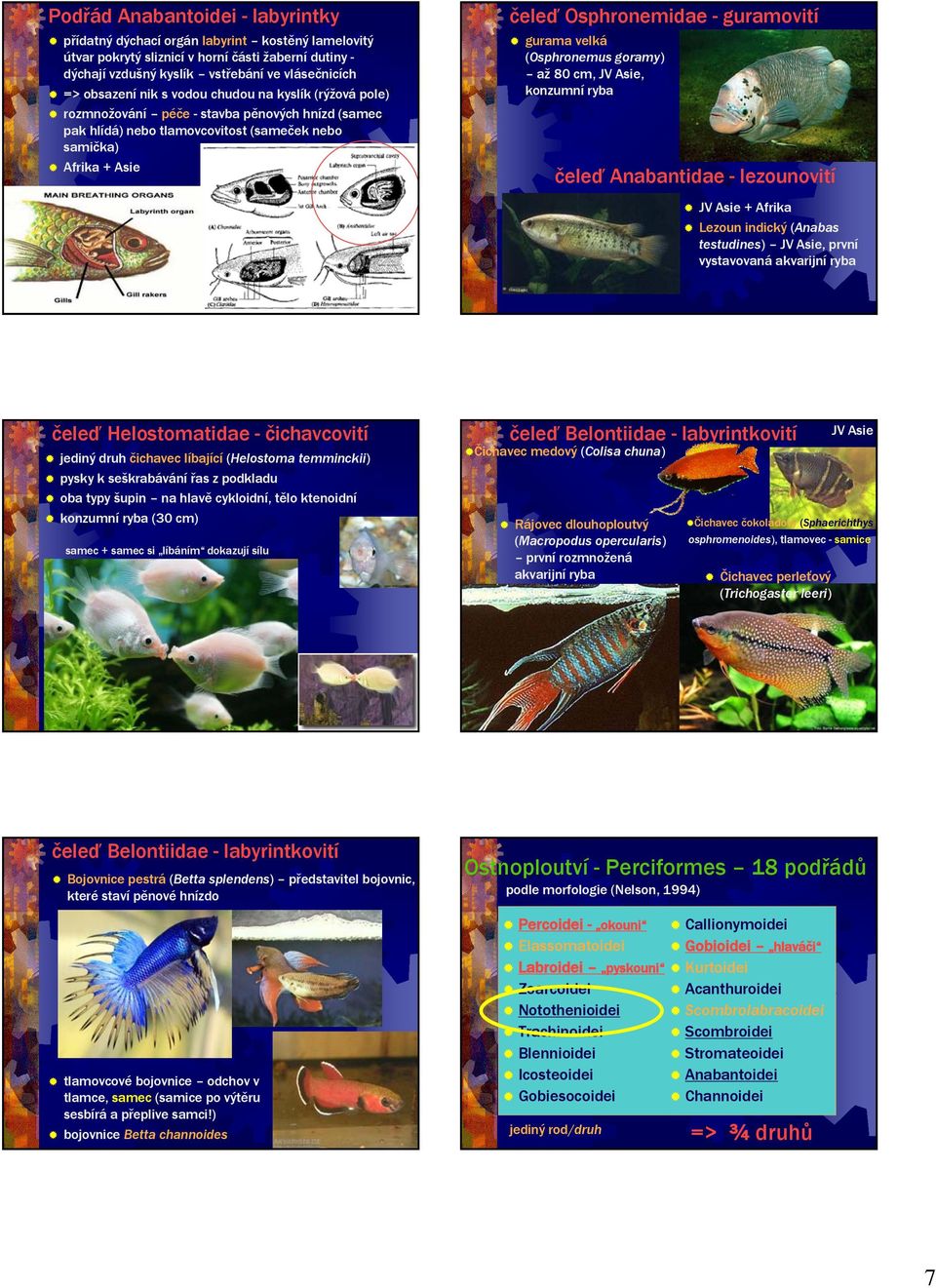 velká (Osphronemus goramy) až 80 cm, JV Asie, konzumní ryba čeleď Anabantidae - lezounovití JV Asie + Afrika Lezoun indický (Anabas testudines) JV Asie, první vystavovaná akvarijní ryba čeleď