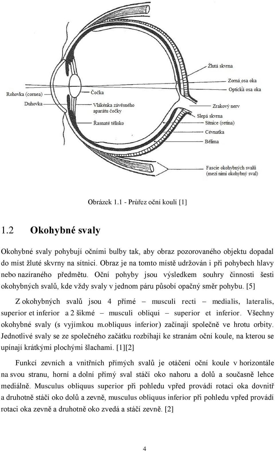 Oční pohyby jsou výsledkem souhry činnosti šesti okohybných svalů, kde vždy svaly v jednom páru působí opačný směr pohybu.