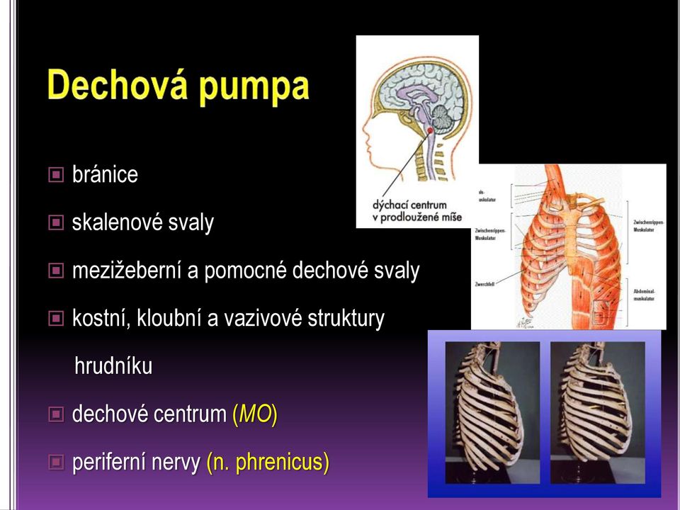 vazivové struktury hrudníku dechové