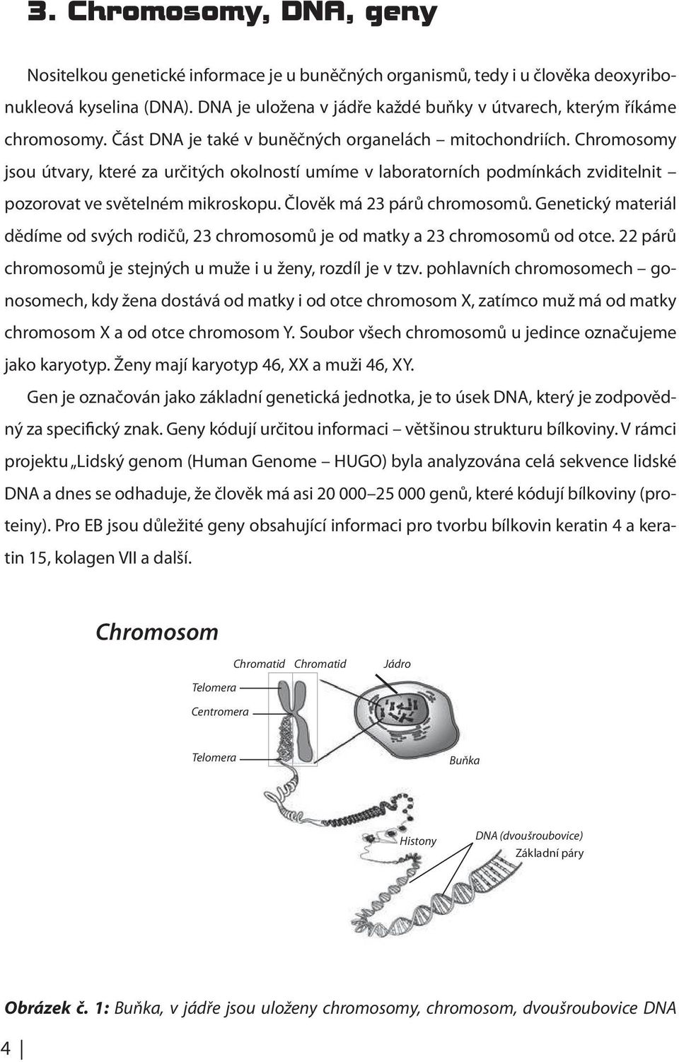 Chromosomy jsou útvary, které za určitých okolností umíme v laboratorních podmínkách zviditelnit pozorovat ve světelném mikroskopu. Člověk má 23 párů chromosomů.