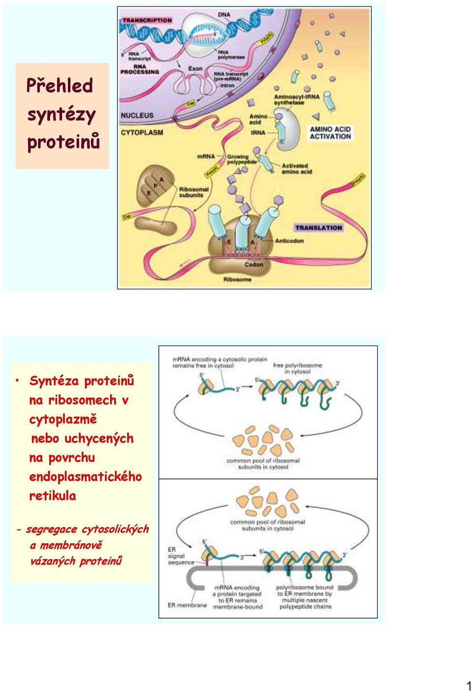 povrchu endoplasmatického retikula -