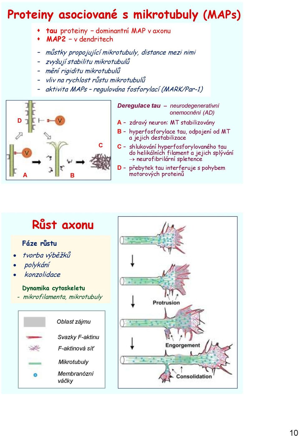 hyperfosforylace tau, odpojení od MT a jejich destabilizace C shlukování hyperfosforylovaného tau do helikálních filament a jejich splývání neurofibrilární spletence D přebytek tau interferuje s