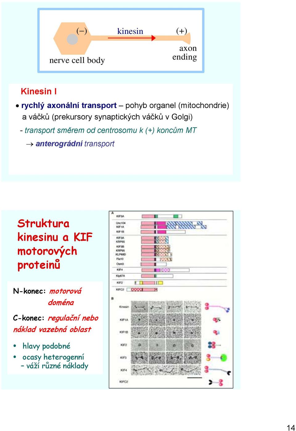 (+) koncům MT anterográdní transport Struktura kinesinu a KIF motorových proteinů N-konec: motorová