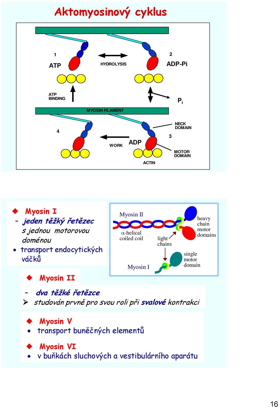 coil Myosin I light chains single motor domain heavy chain motor domains Myosin II dva těžké řetězce studován prvně pro