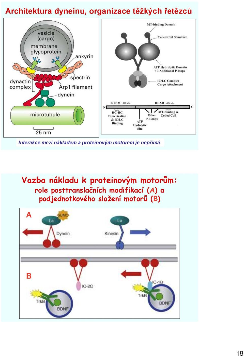 nepřímá Vazba nákladu k proteinovým motorům: role