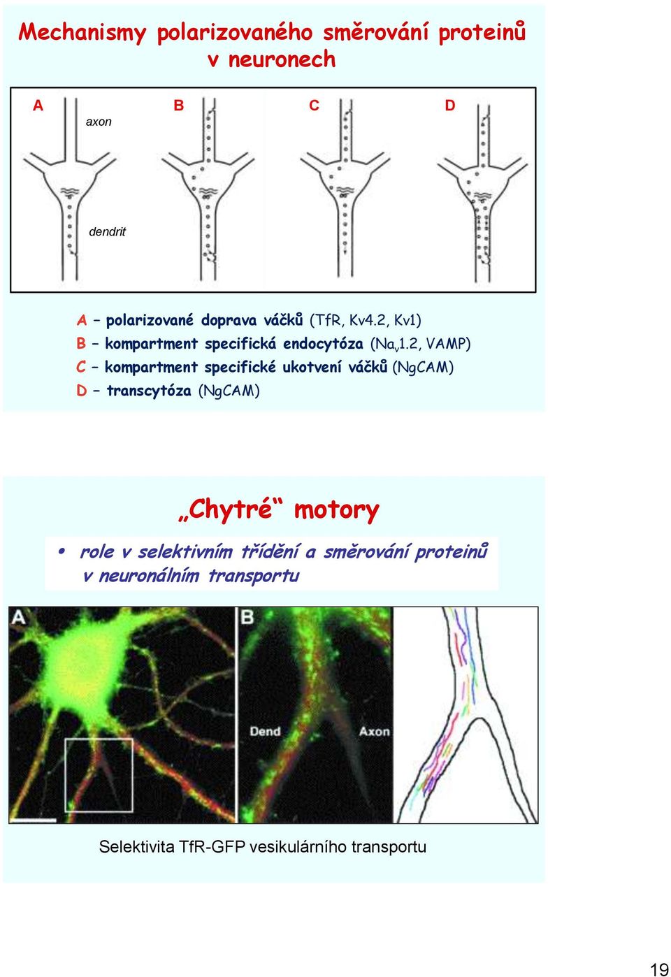 2, VAMP) C kompartment specifické ukotvení váčků (NgCAM) D transcytóza (NgCAM) Chytré motory