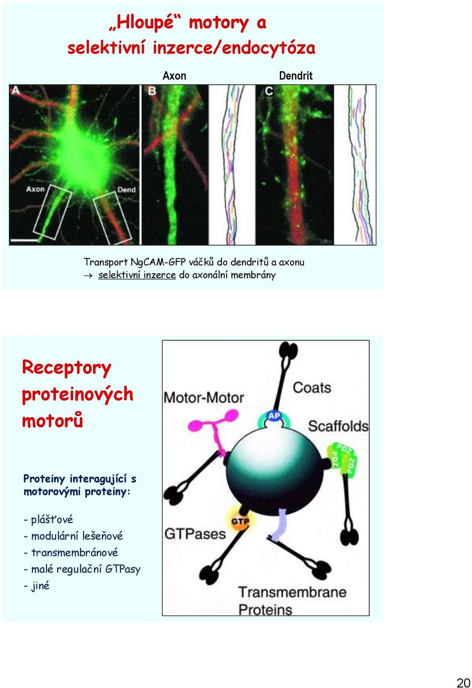 Receptory proteinových motorů Proteiny interagující s motorovými proteiny: