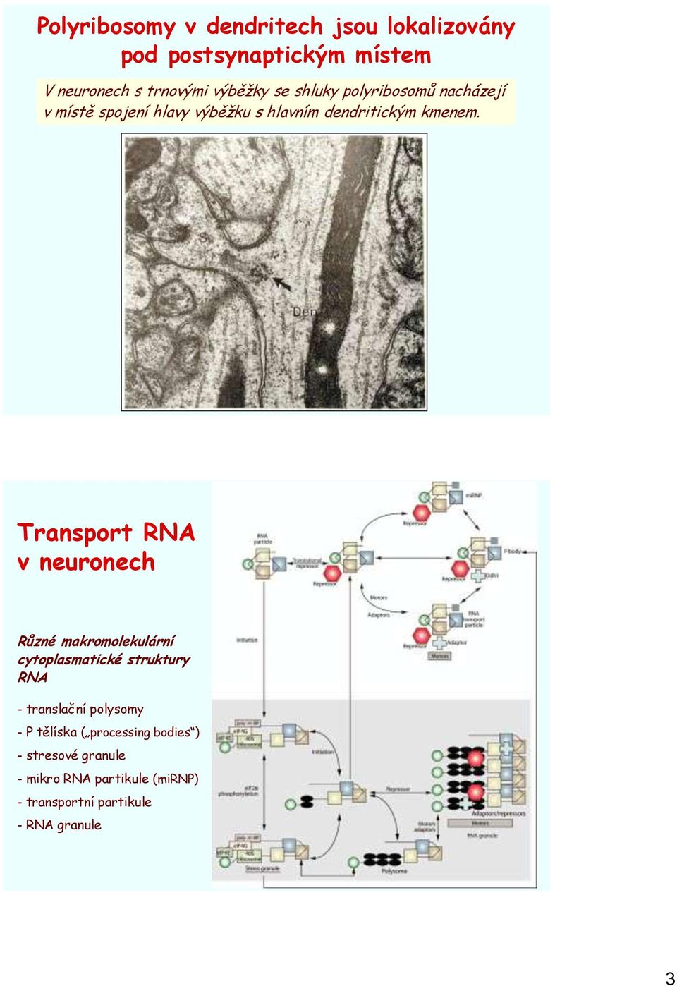 Transport RNA v neuronech Různé makromolekulární cytoplasmatické struktury RNA - translační polysomy - P