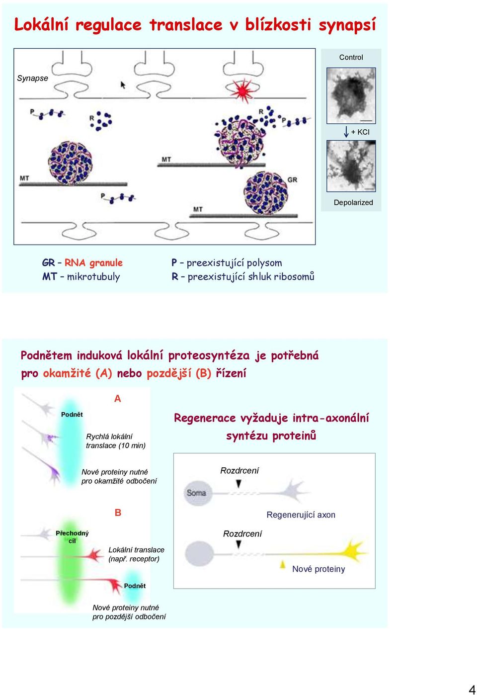 Rychlá lokální translace (10 min) Regenerace vyžaduje intra-axonální syntézu proteinů Nové proteiny nutné pro okamžité odbočení Rozdrcení