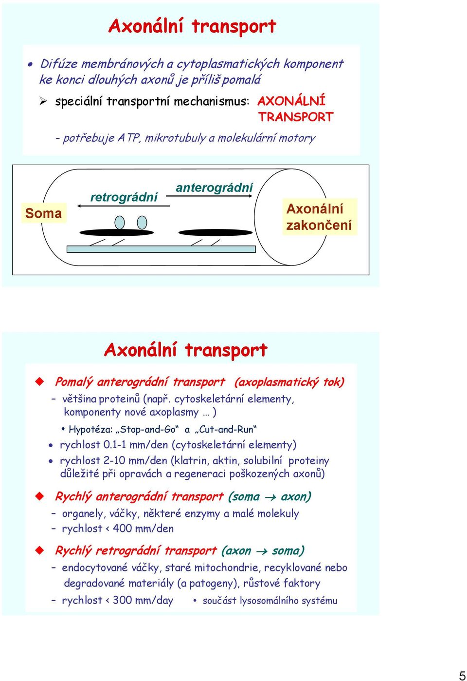 cytoskeletární elementy, komponenty nové axoplasmy ) Hypotéza: Stop-and-Go a Cut-and-Run rychlost 0.