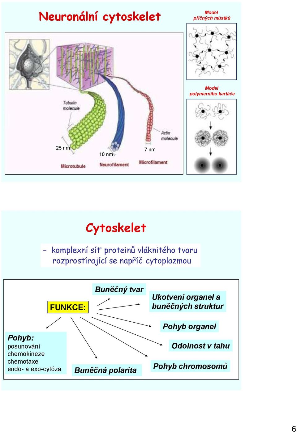 FUNKCE: Buněčný tvar Ukotvení organel a buněčných struktur Pohyb: posunování chemokineze