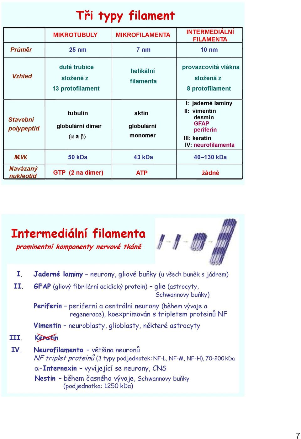 50 kda 43 kda 40 130 kda Navázaný nukleotid GTP (2 na dimer) ATP žádné Intermediální filamenta prominentní komponenty nervové tkáně I. Jaderné laminy neurony, gliové buňky (u všech buněk s jádrem) II.