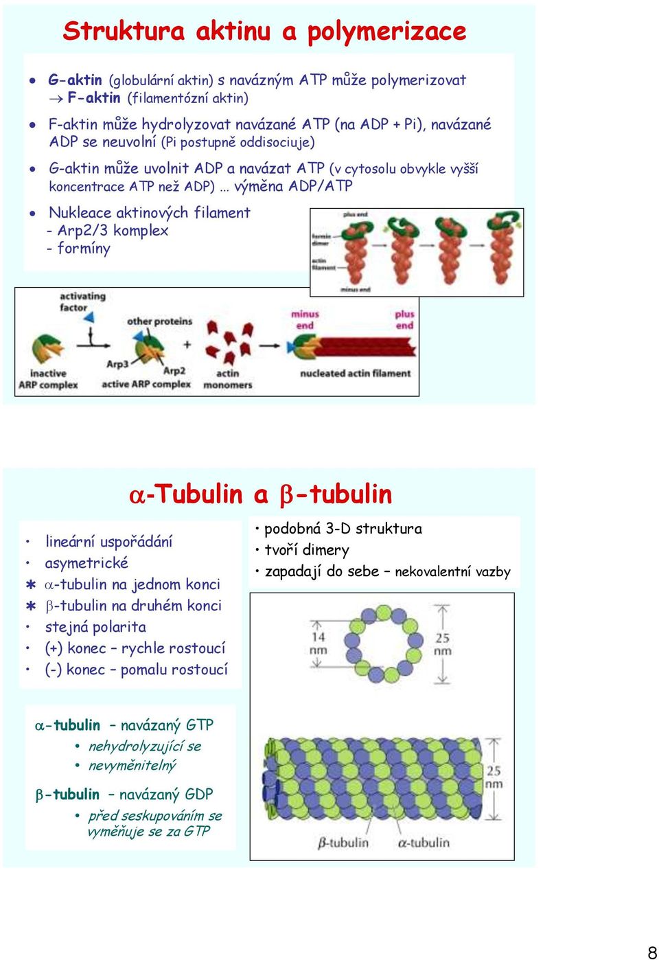 - formíny a-tubulin a b-tubulin lineární uspořádání asymetrické a-tubulin na jednom konci b-tubulin na druhém konci stejná polarita (+) konec rychle rostoucí (-) konec pomalu rostoucí