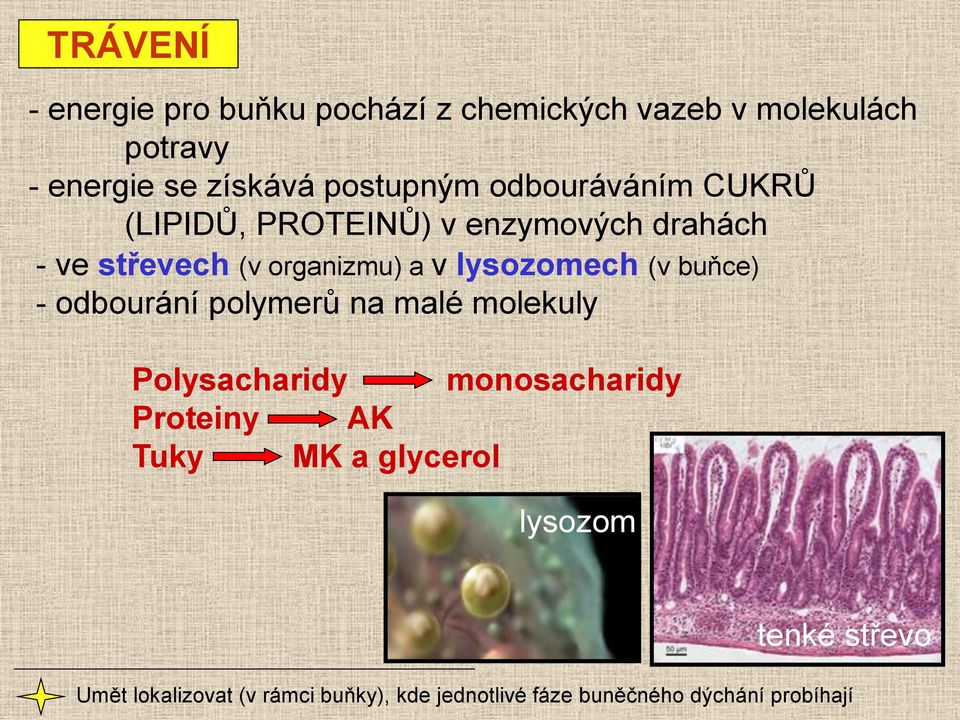 lysozomech (v buňce) - odbourání polymerů na malé molekuly Polysacharidy monosacharidy Proteiny AK Tuky