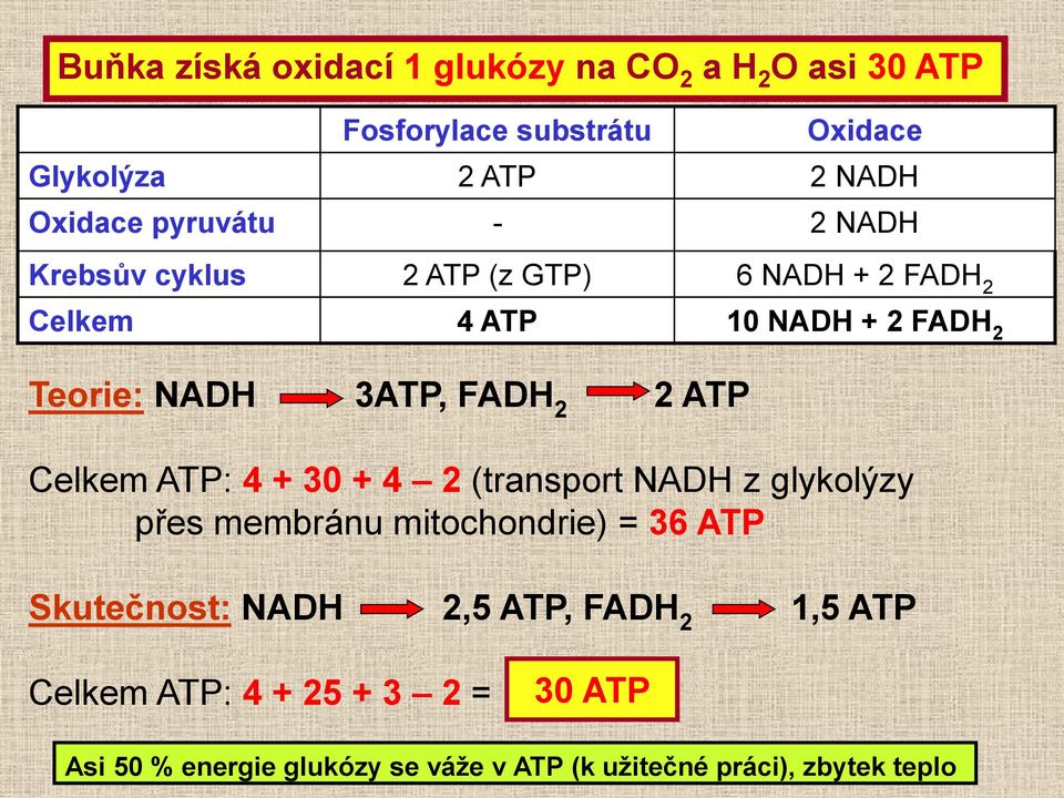FADH 2 Celkem ATP: 4 + 30 + 4 2 (transport NADH z glykolýzy přes membránu mitochondrie) = 36 ATP Skutečnost: NADH 2,5