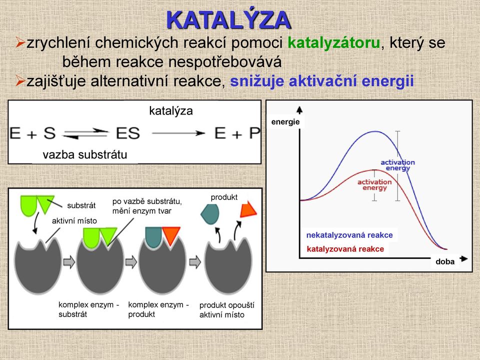 substrát aktivní místo po vazbě substrátu, mění enzym tvar produkt nekatalyzovaná reakce