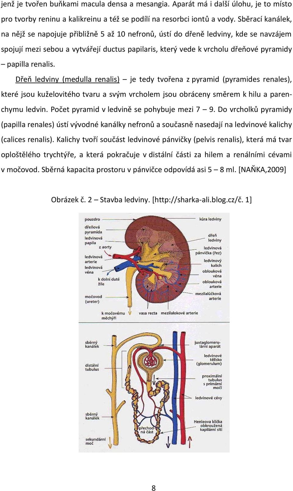 renalis. Dřeň ledviny (medulla renalis) je tedy tvořena z pyramid (pyramides renales), které jsou kuželovitého tvaru a svým vrcholem jsou obráceny směrem k hilu a parenchymu ledvin.