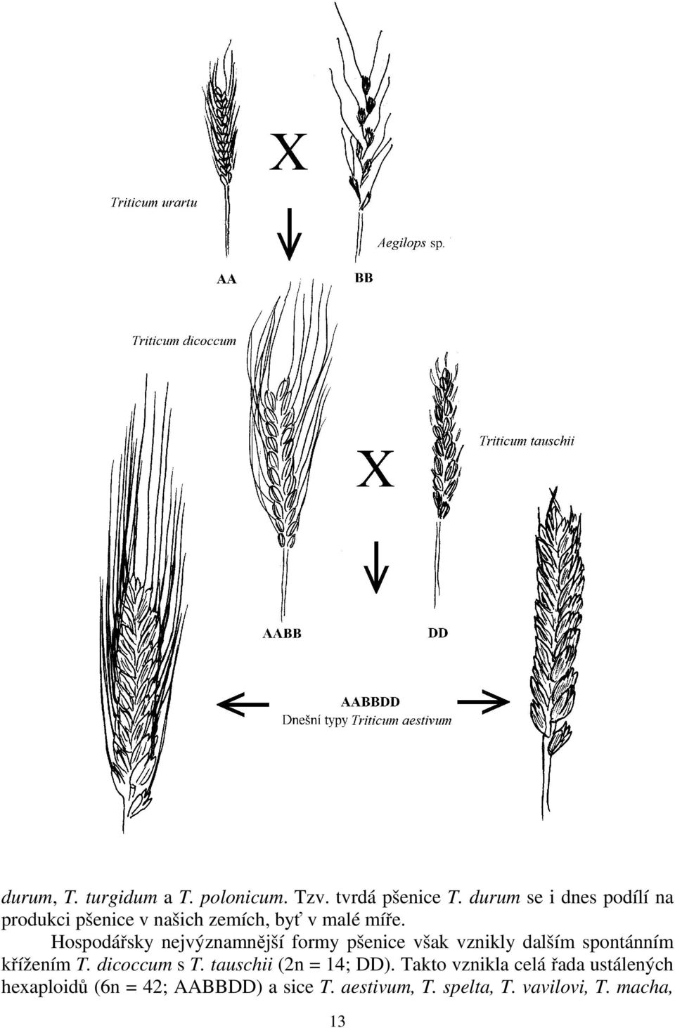 Hospodářsky nejvýznamnější formy pšenice však vznikly dalším spontánním křížením T.