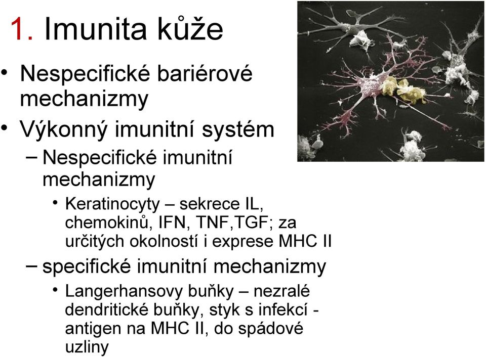 TNF,TGF; za určitých okolností i exprese MHC II specifické imunitní mechanizmy