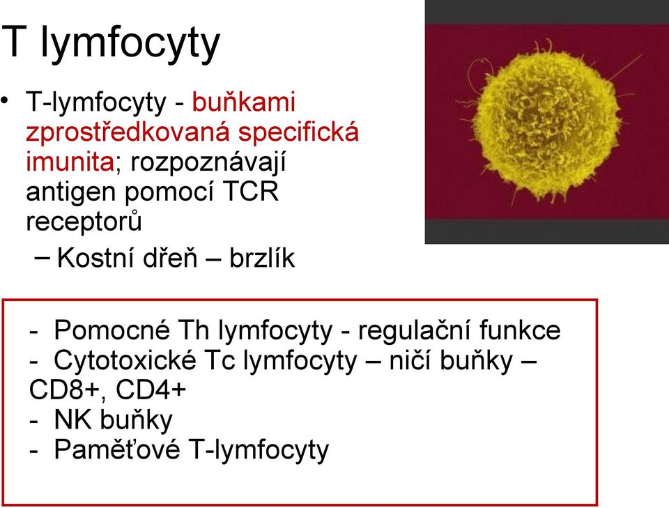 brzlík - Pomocné Th lymfocyty - regulační funkce - Cytotoxické