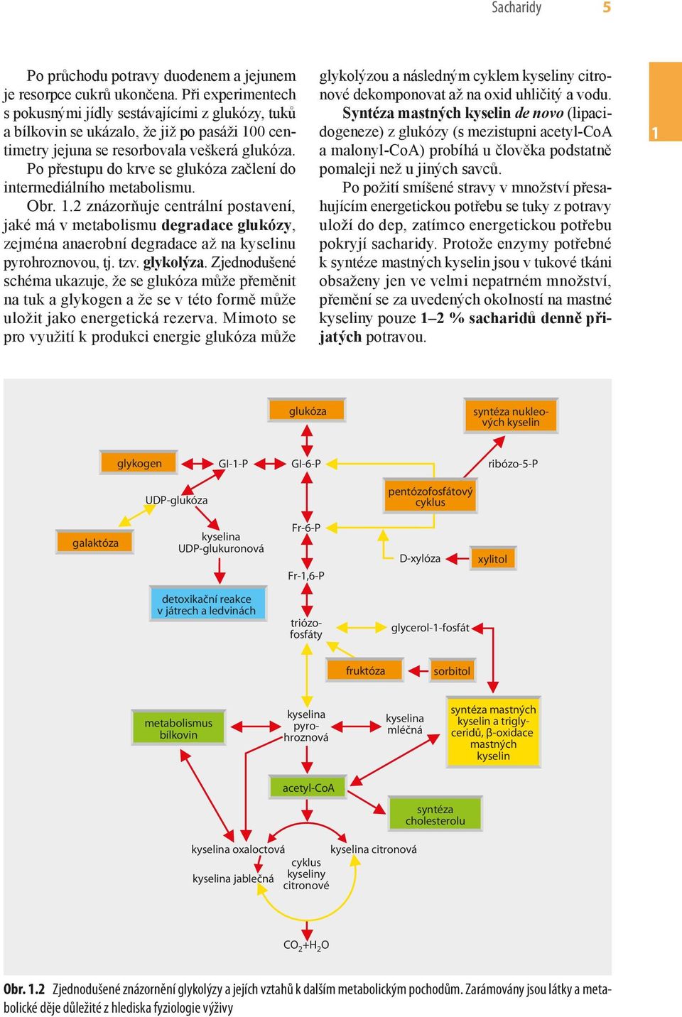 Po přestupu do krve se glukóza začlení do intermediálního metabolismu. Obr.