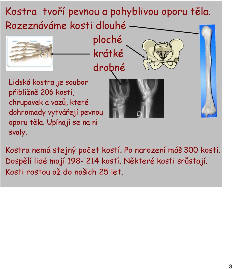 chrupavek a vazů, které dohromady vytvá ejí pevnou oporu těla. Upínají se na ni svaly.