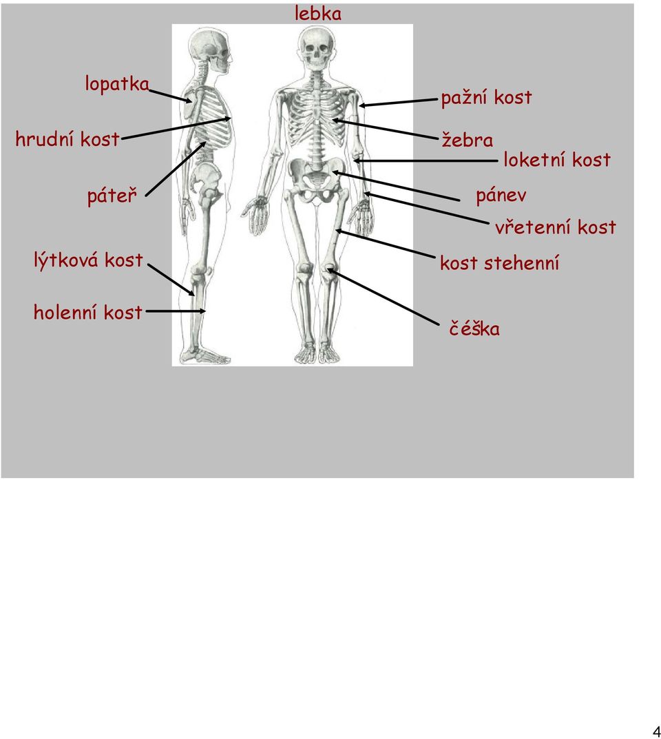 loketní kost pánev v etenní kost kost