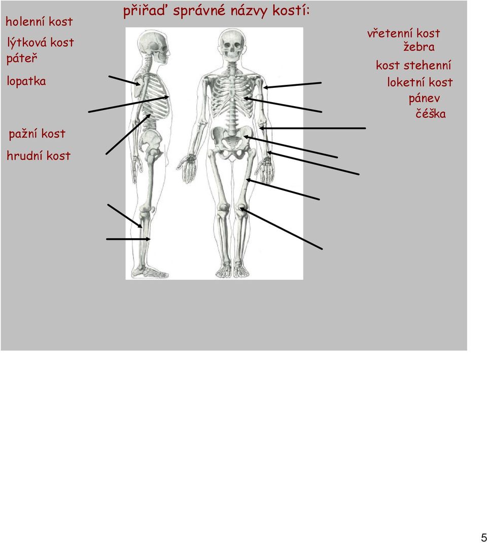 kostí: klíční kost v etenní kost žebra kost
