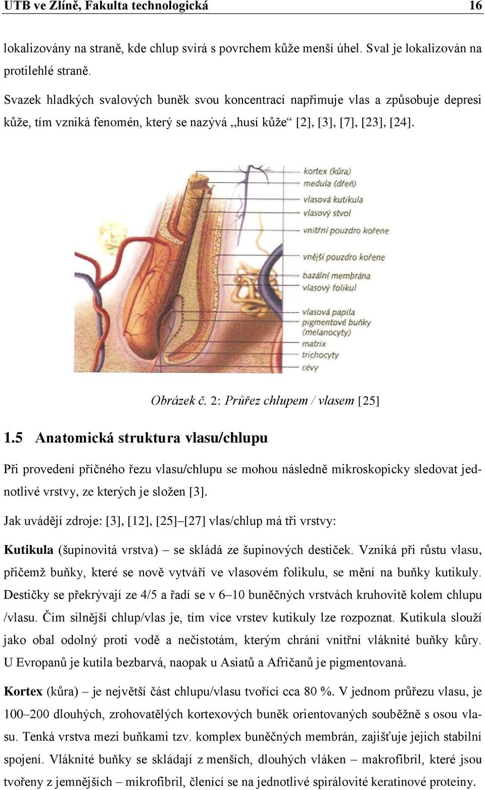 2: Průřez chlupem / vlasem [25] 1.5 Anatomická struktura vlasu/chlupu Při provedení příčného řezu vlasu/chlupu se mohou následně mikroskopicky sledovat jednotlivé vrstvy, ze kterých je sloţen [3].