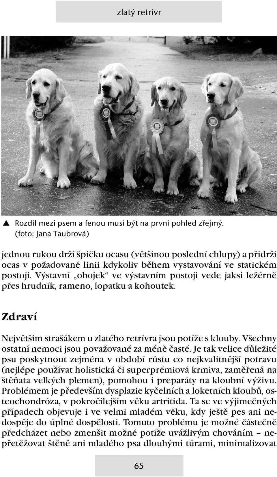 Výstavní obojek ve výstavním postoji vede jaksi ležérně přes hrudník, rameno, lopatku a kohoutek. Zdraví Největším strašákem u zlatého retrívra jsou potíže s klouby.