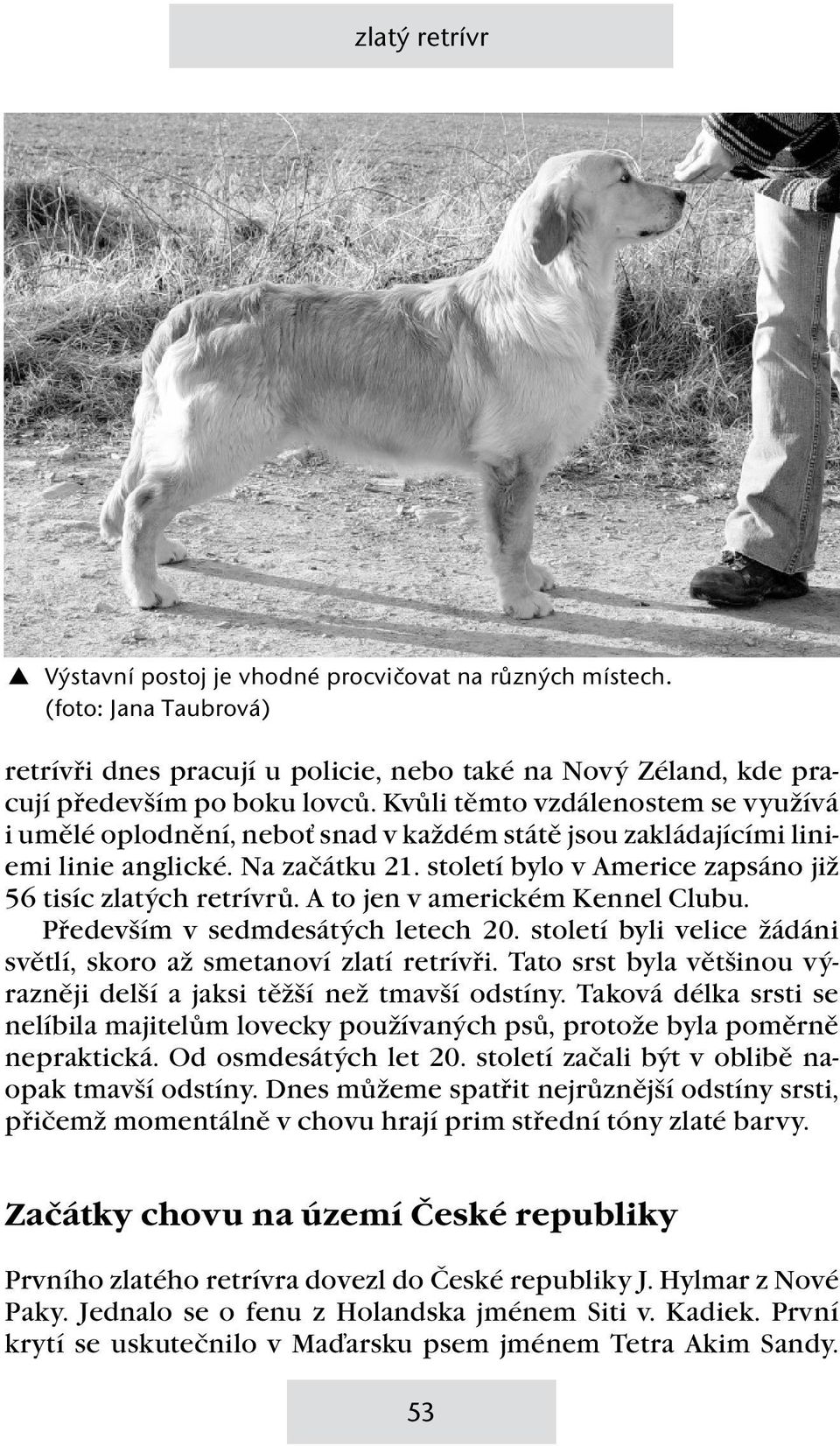 A to jen v americkém Kennel Clubu. Především v sedmdesátých letech 20. století byli velice žádáni světlí, skoro až smetanoví zlatí retrívři.