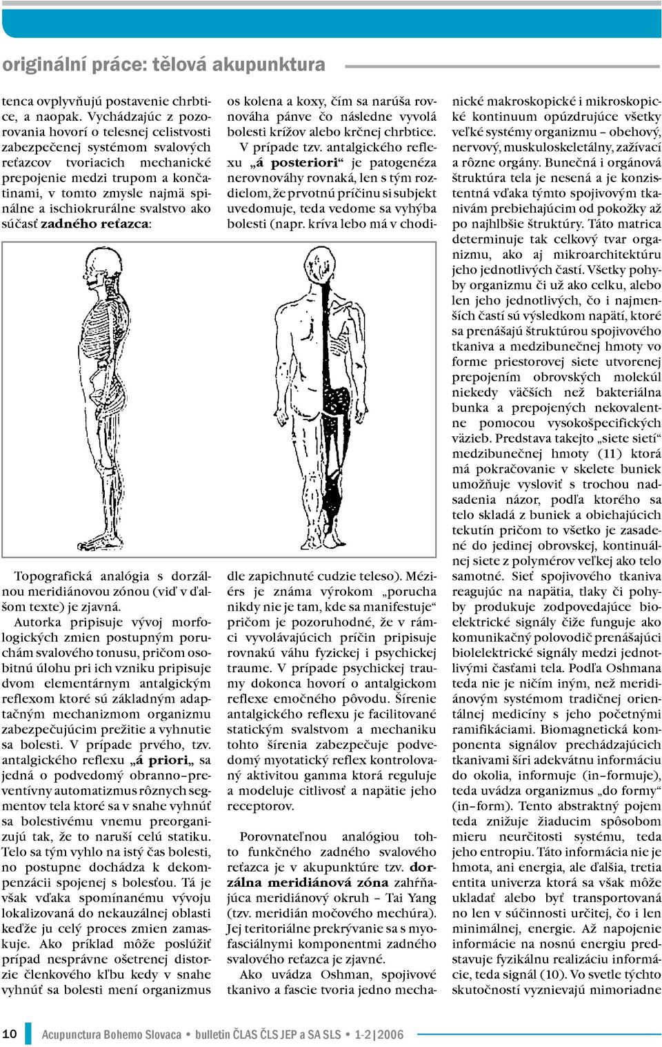 ischiokrurálne svalstvo ako súčasť zadného reťazca: Topografická analógia s dorzálnou meridiánovou zónou (viď v ďalšom texte) je zjavná.