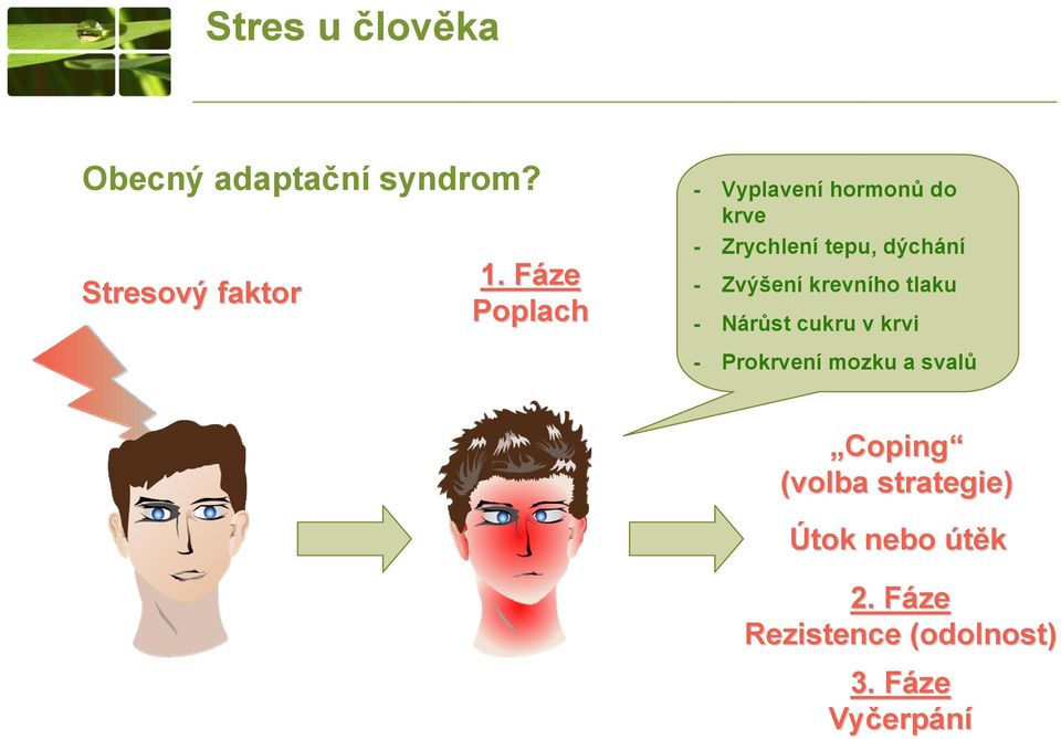 Zvýšení krevního tlaku Nárůst cukru v krvi Prokrvení mozku a svalů Coping