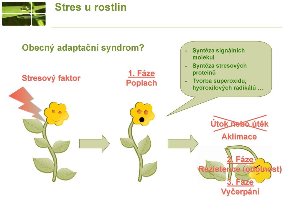 stresových proteinů Tvorba superoxidu, hydroxilových radikálů