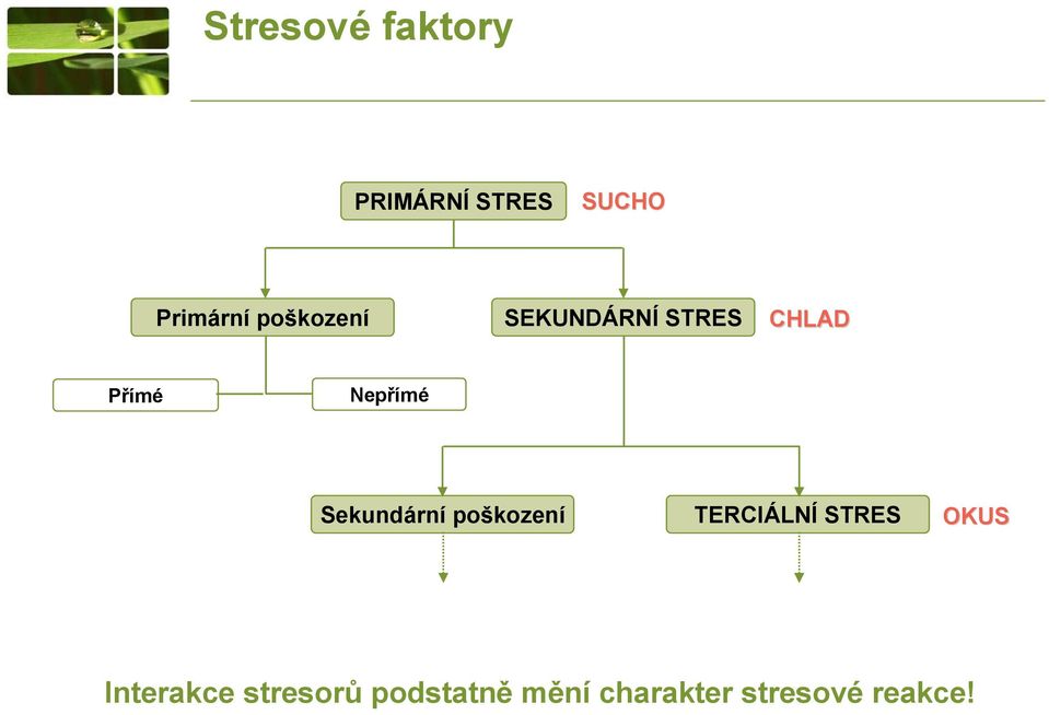 Sekundární poškození TERCIÁLNÍ STRES OKUS